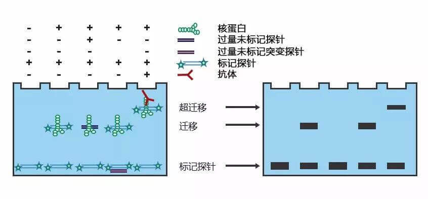 凝胶阻滞实验原理示意图